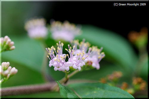 夏におとなしい花をひそかに咲かせるコムラサキシキブ