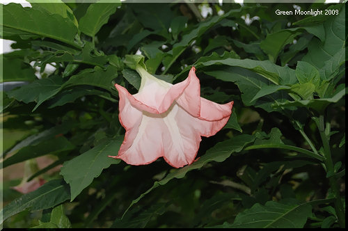 日傘に似た花を咲かせるエンジェルス・トランペット・ツリー