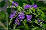 濃紫色に白覆輪の華麗な花が咲くデュランタ「宝塚」
