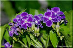 濃紫色に白覆輪の華麗な花が咲くデュランタ「宝塚」