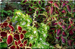 一年を通して楽しむことができる観葉植物コリウス