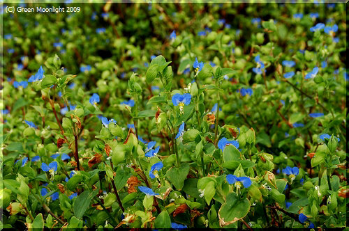 独特な青色に染まる小さな花を一面に咲かせる露草