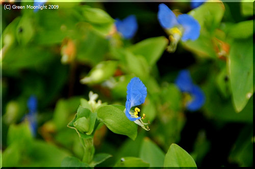 独特な青色に染まる小さな花を一面に咲かせる露草