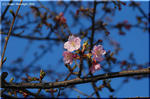 子孫が各地に根付こうとしているカワヅザクラ(河津桜) 