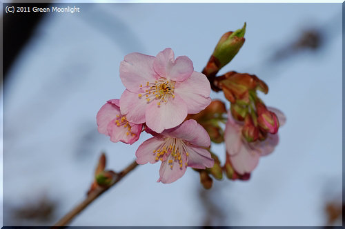 今年も春一番乗り　カワヅザクラ(河津桜)