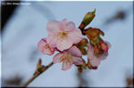 今年も春一番乗り　カワヅザクラ(河津桜)