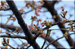 今年も春一番乗り　カワヅザクラ(河津桜)