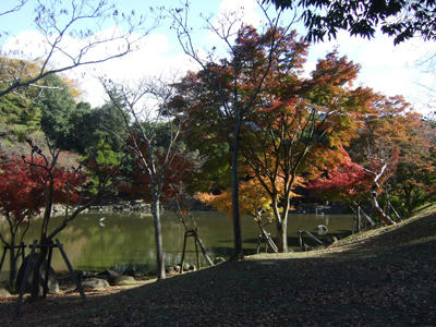 鷺池の鷺