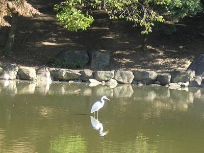 鷺池の鷺(望遠)