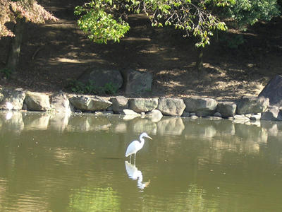 鷺池の鷺（望遠）