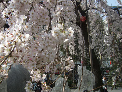 桜満開