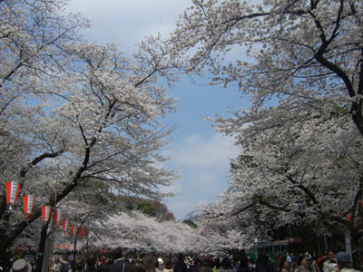 桜満開の回廊