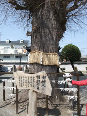 樹齢200年の銀杏