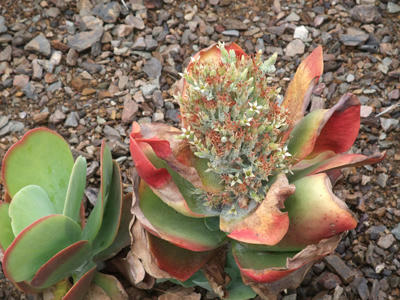 サボテンの花4