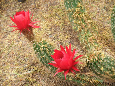 サボテンの花5