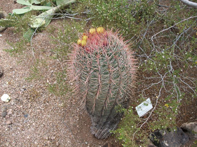 サボテンの花3