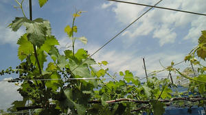 090513b.jpg