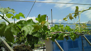 090513c.jpg