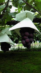 090824c.jpg