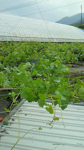 201105261529000.jpg