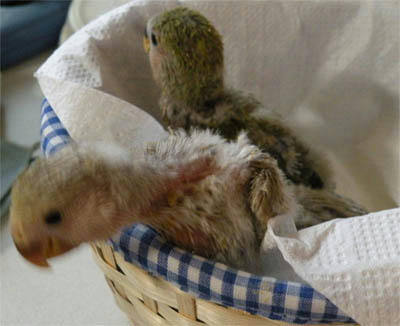 脱走する雛っぴ