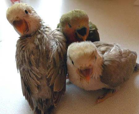 ご飯食べて満足なひなたち