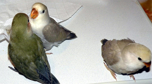 じっとしてくれませんー