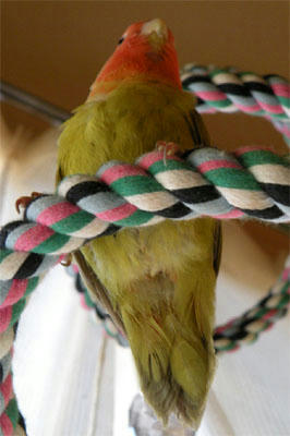 おしりぷっくり