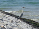 IMGP0480s1024pix100kb.jpg