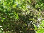 IMGP0567-s.jpg