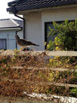 130210h-s.JPG