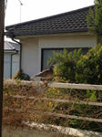 130211hato2-s.JPG