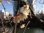 130220ume-s.jpg