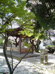 桜絨毯