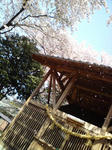 桜吹雪