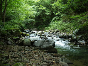 川面を木々が鬱蒼と覆いかぶさる。