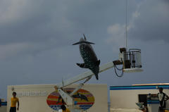 080901_006_4.JPG