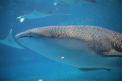 20100521_006.JPG