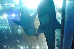 20110709_016.JPG