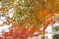 D03_3261.JPG