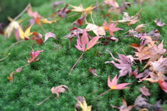 DSC_1072.JPG