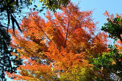 DSC_1041.JPG