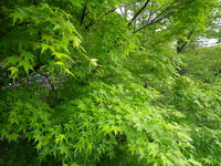 IMGP1216.jpg