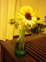 IMGP1370.jpg