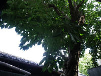 IMGP1409.JPG