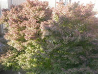 IMGP2215.JPG