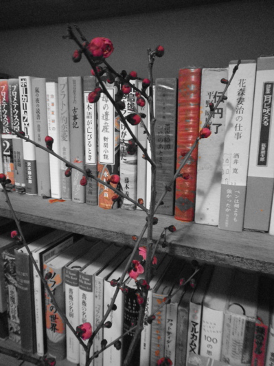 IMGP0411.jpg
