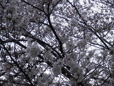 IMGP0526.JPG
