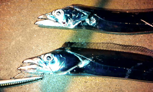 広島　とびしま　太刀魚