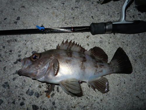 とびしま　メバリング　釣果